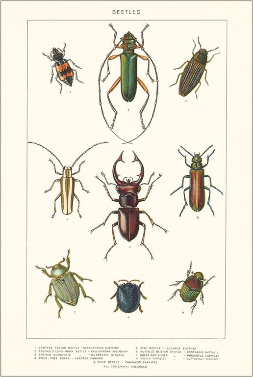 Various Kinds of Beetles Vintage Image, Insects IS-29 – Found