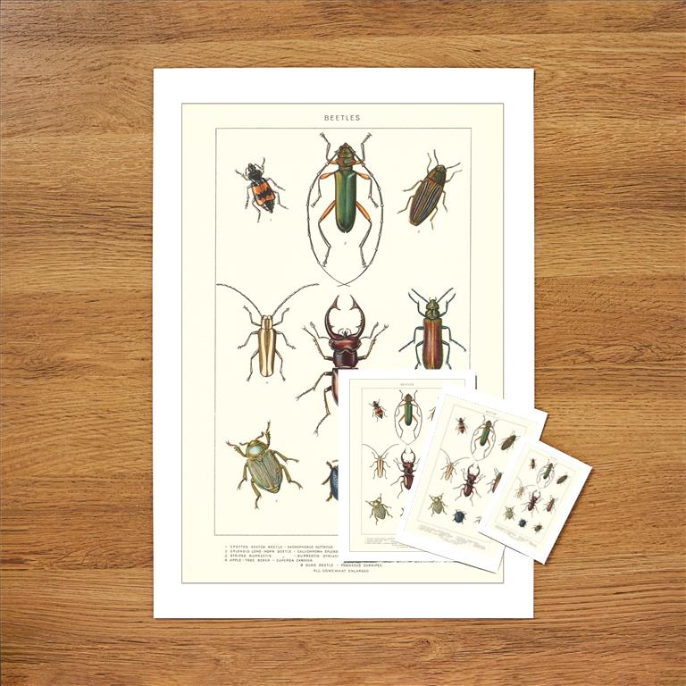 Various Kinds of Beetles Vintage Image, Insects IS-29 – Found
